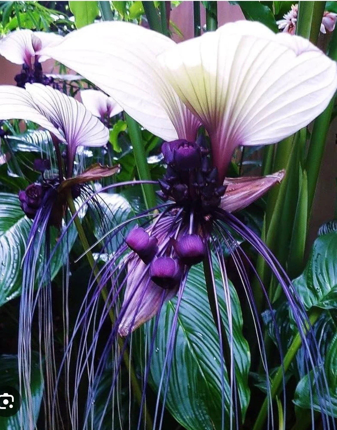 White Bat Flower Starter Plant - Tacca integrifolia - Black Lily - Unique Indoor/Outdoor Garden Plant - Exotic Bat-Shaped Flowers