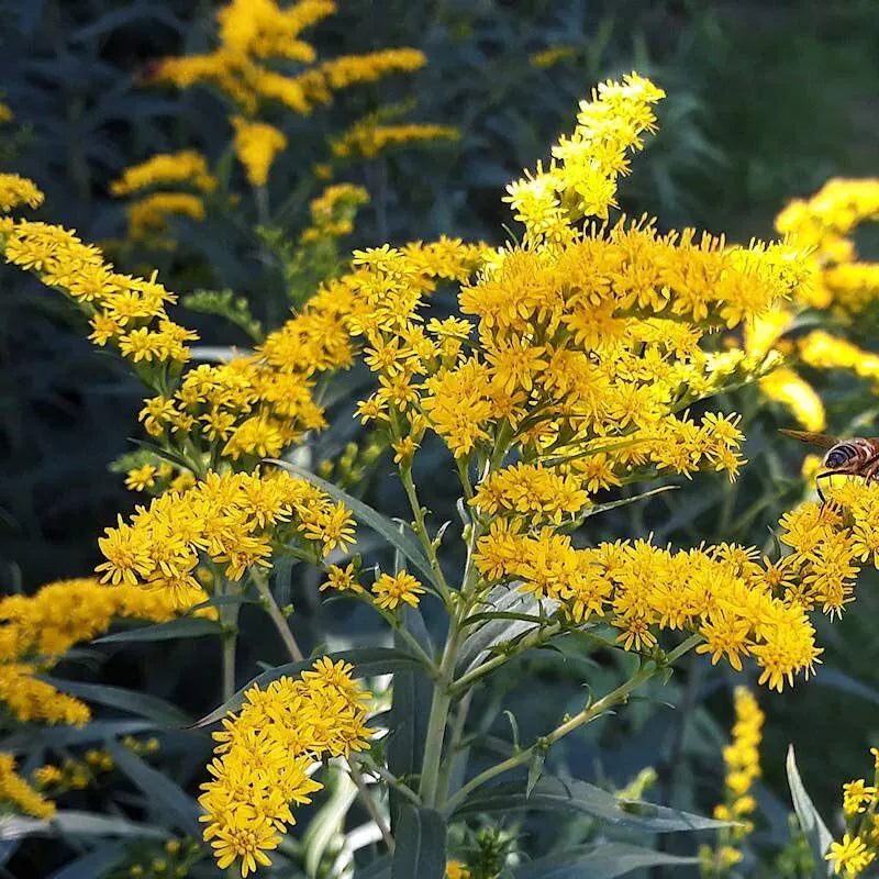 Old Field Goldenrod Seeds 50 Count - Solidago nemoralis - Native Wildflower for Pollinators and Erosion Control