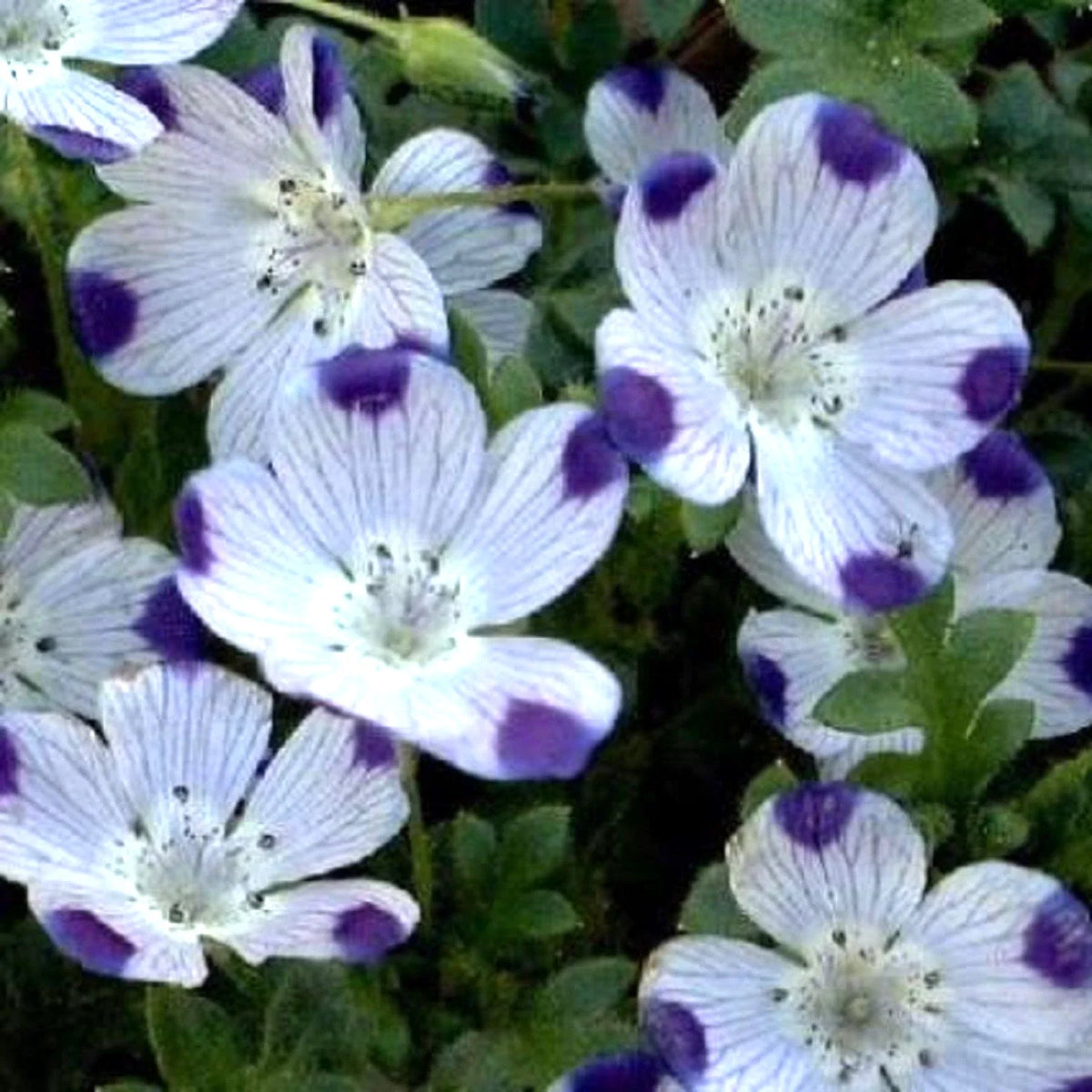Five Spot Seeds - 125 Purple Flower Seeds - Nemophila maculata - Non-GMO, Attracts Pollinators, Easy to Grow