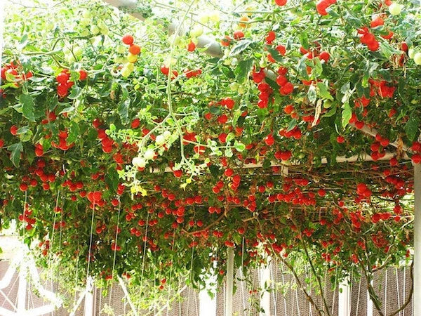 Tomato Seeds 35 Count - Italian Tree Vine - Solanum lycopersicum - Heirloom, High Germination, Ideal for Sauces & Salads