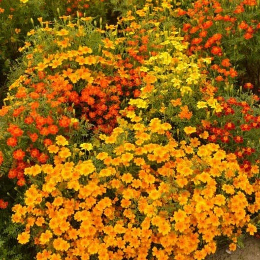 Signet Marigold Seeds 200 Non-GMO Starfire Mix Tagetes tenuifolia for Cutting Garden Flowers