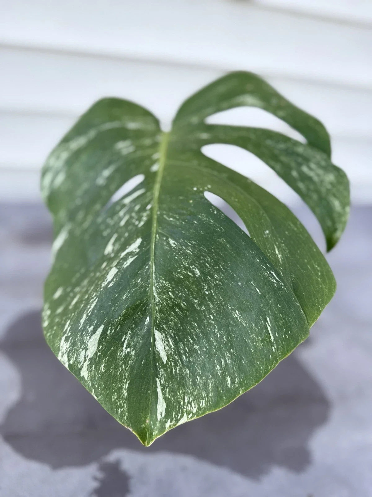 Monstera Albo Borsigiana Cutting - Rare Variegated Houseplant - Live Plant for Indoor Gardening - Monstera deliciosa var. albo-variegata