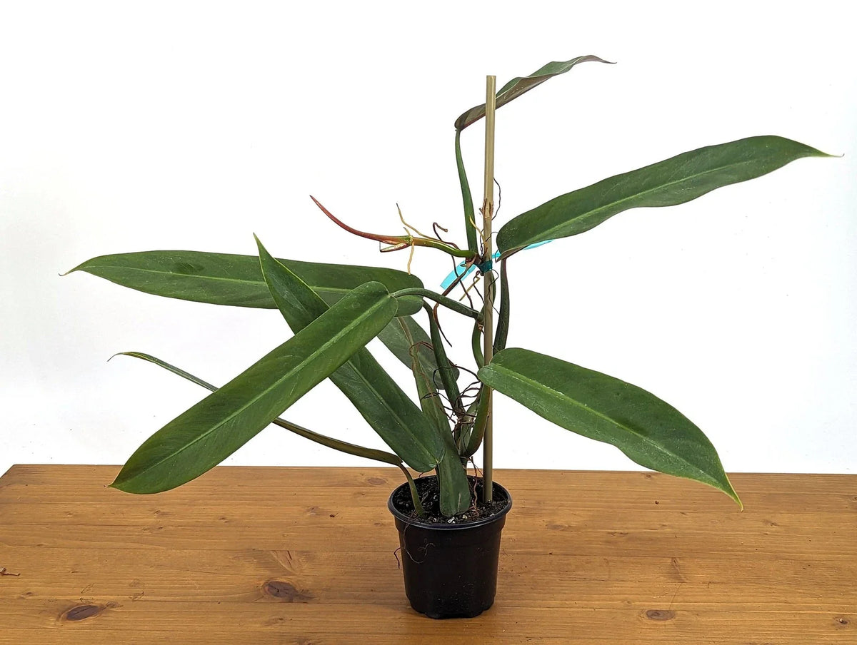 Philodendron Bicolor Plant - 4 Inch Pot - Rare Aroid - Healthy Rooted Houseplant - Philodendron erubescens