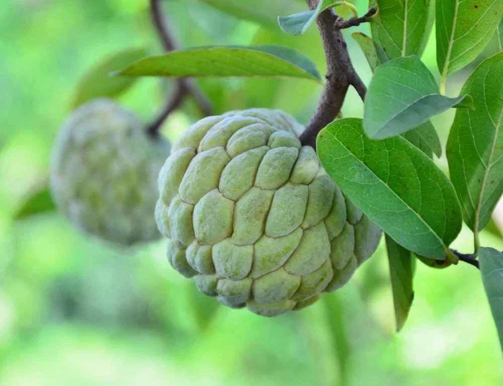 Sugar Apple Tree Seeds - 5 Seeds - Annona squamosa - Ideal for Bonsai Cultivation, Tropical Fruit Gardening