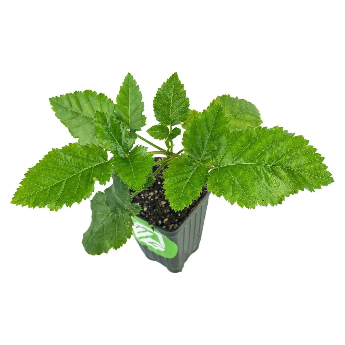 Thornless Blackberry Plant - Live Edible Fruit - Prime-Ark Freedom - Rubus fruticosus 'Prime-Ark Freedom' - 4-inch Pot
