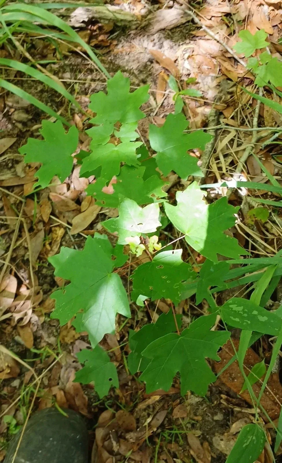 Red Maple Seedlings 1ft 2-Pack Acer rubrum Fast-Growing Hardy Shade Trees Grown in Southern Alabama
