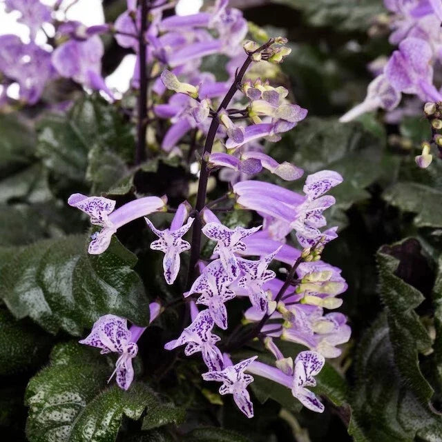 Purple Swedish Ivy - 1 Pot with 2 Fast-Growing Trailing Vines - Plectranthus australis - Indoor Plant for Hanging Baskets