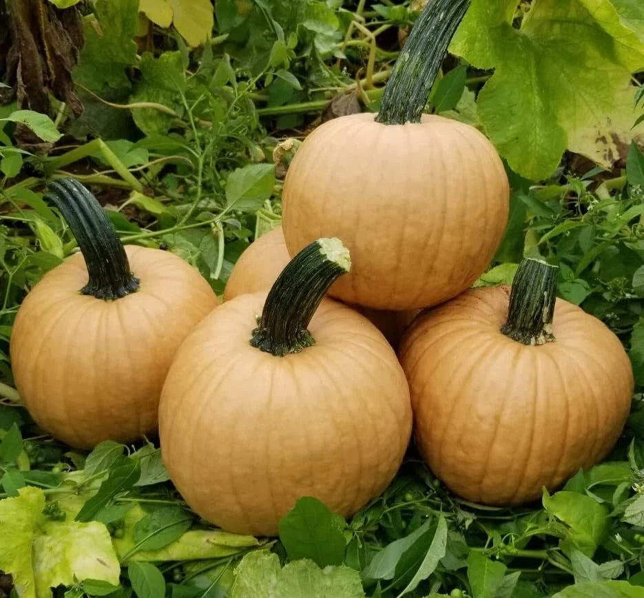 Hot Chocolate Pumpkin Seeds - 10 Seeds - Cucurbita pepo - Non-GMO Heirloom Variety for Home Gardens