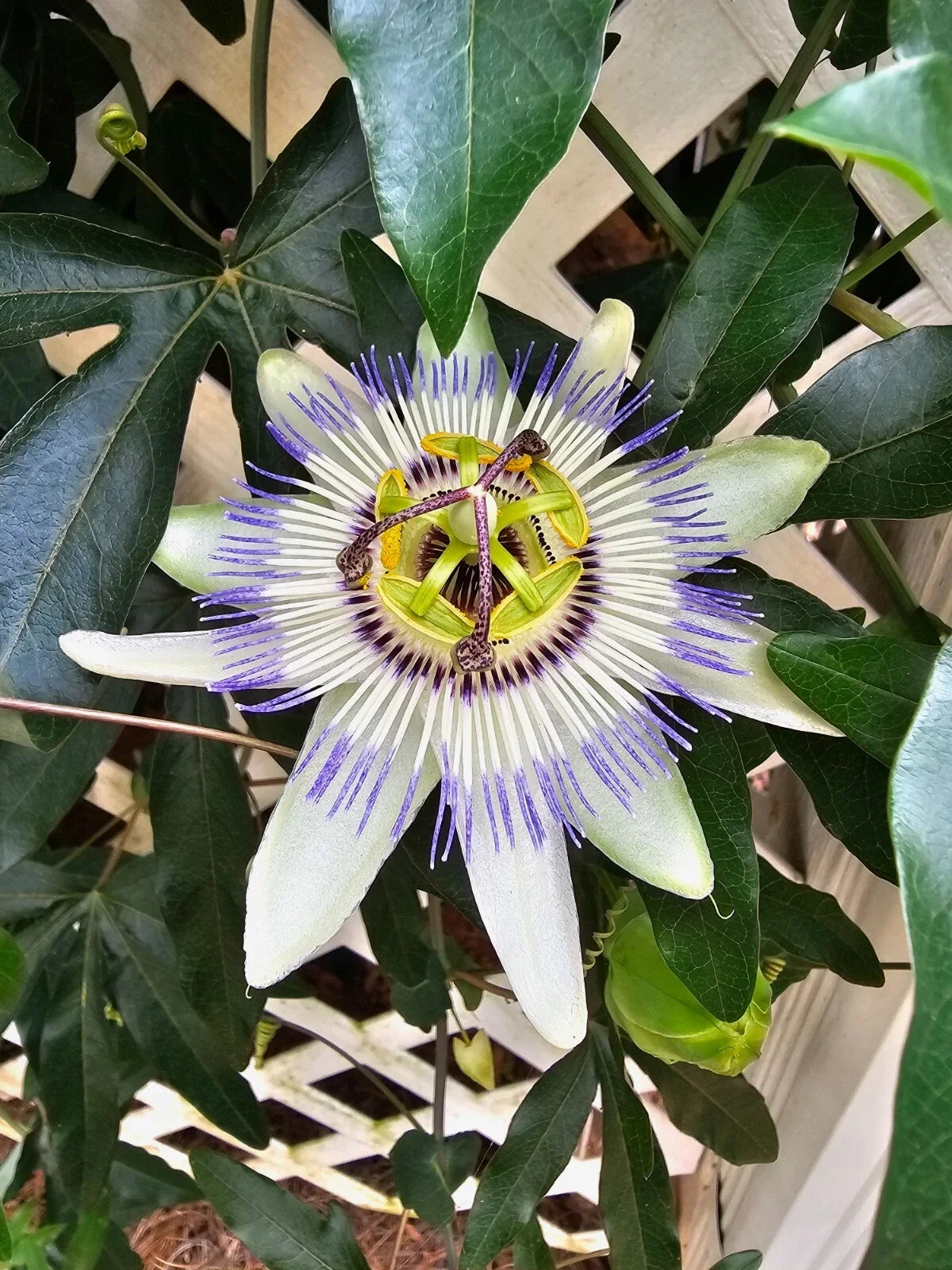 Hardy Blue Crown Passion Fruit Vine Starter Plant - Passiflora caerulea - Small Rooted - Vibrant Foliage & Sweet Fruit