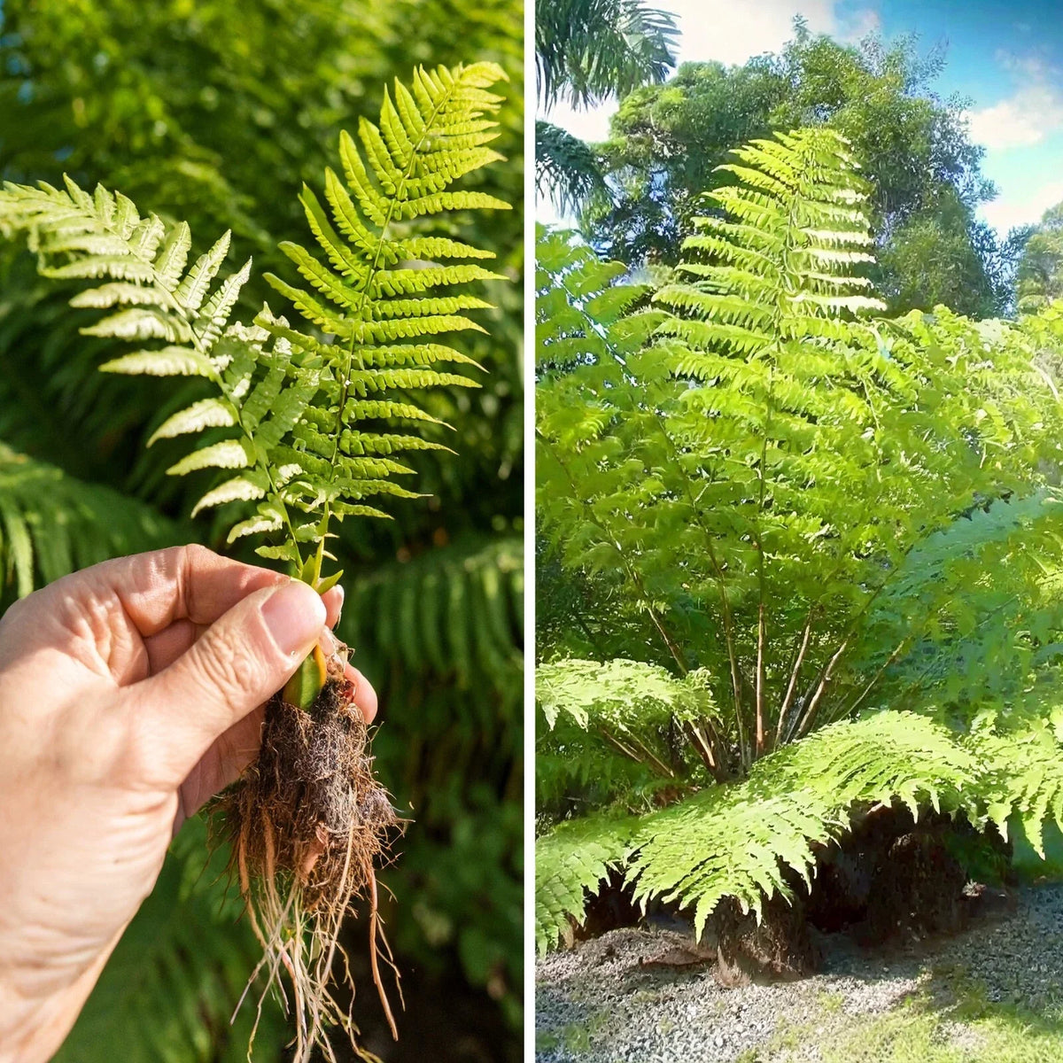 Rare Live Bare Plant - 6" Giant Tree Fern - Lophosoria quadripinnata - Exotic Indoor/Outdoor Tropical Foliage