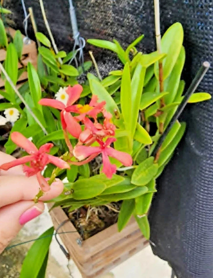 Epidendrum radicans Pink Orchid Cutting - 1 Rooted Cutting for Full Sun - Tropical Houseplant - Vibrant Pink Flowers