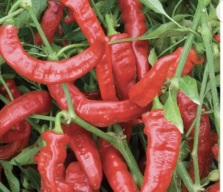 Lot of 3 Live Jimmy Nardello Sweet Pepper Plants - Capsicum annuum - 75 Days Old - Sweet Red Peppers for Garden & Patio