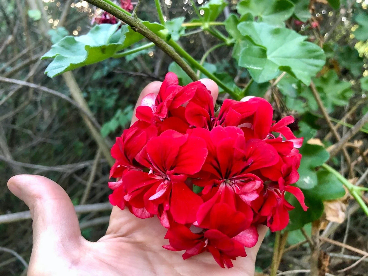 Ivy Geranium Starter Cuttings 3x6" Vivid Red Pelargonium Peltatum Live Plant for Hanging Baskets and Containers