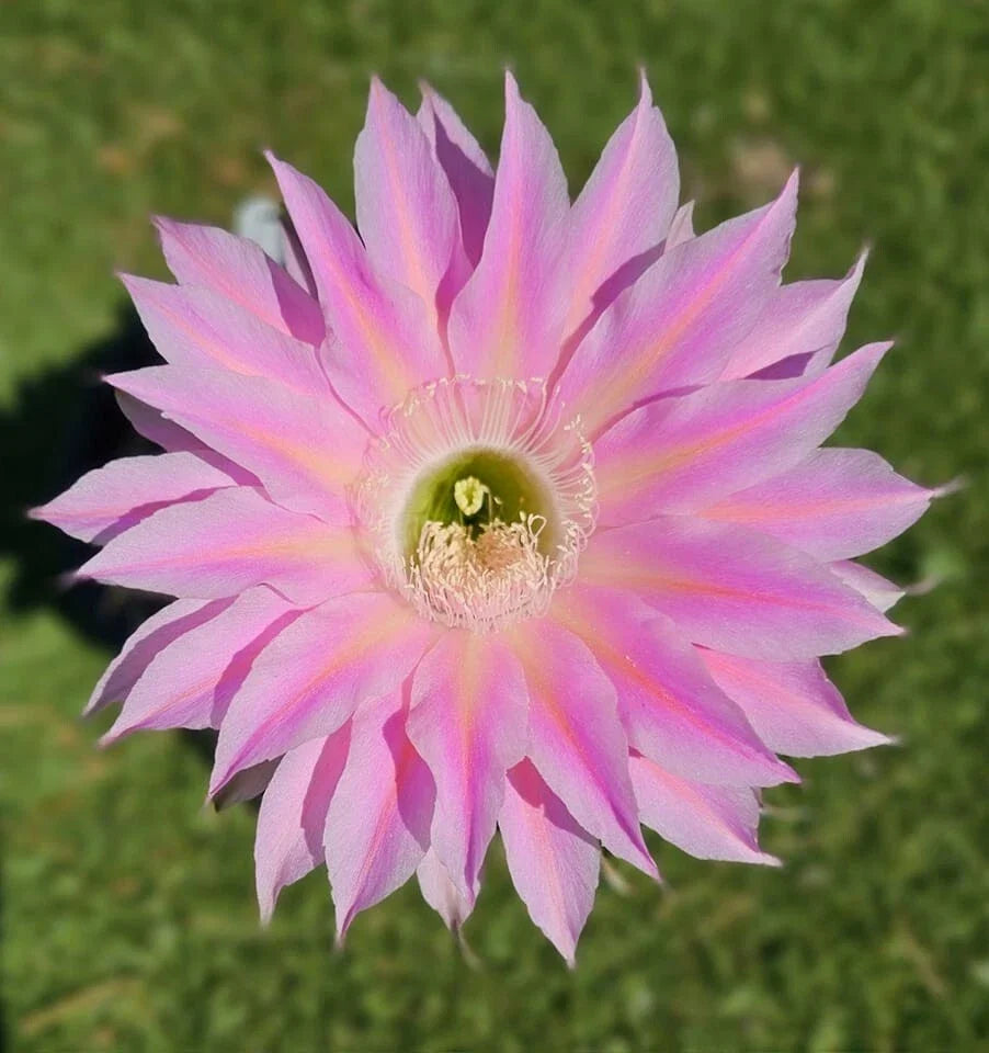 Echinopsis Hybrid Cactus Offset, Rare S3X ON THE BEACH MEX 388-2, Unique Succulent, Echinopsis spp., Rooted Plant