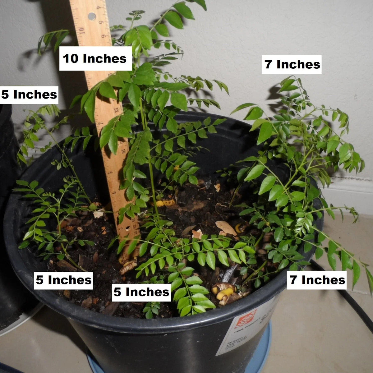 Fragrant Curry Leaf Plant - 4" Potted Live Starter - Murraya koenigii - Aromatic Culinary Herb for Indoor/Outdoor Gardening