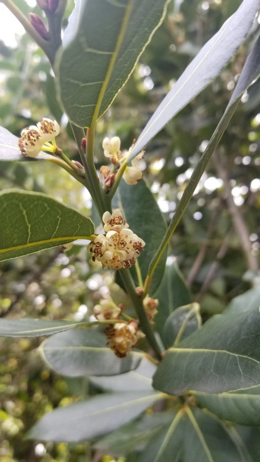 Bay Laurel Tree Cuttings - 5 Stem Propagation Cuttings for Culinary Use - Laurus nobilis - Aromatic Herb
