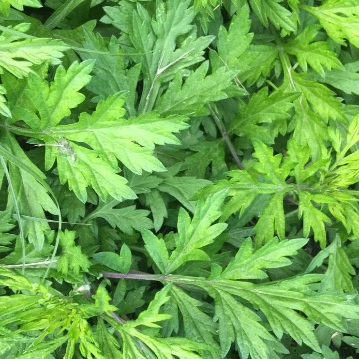 Mugwort Seeds - Yomogi Variety - Artemisia Princeps - Non-GMO Organic Seeds for 2025 Planting