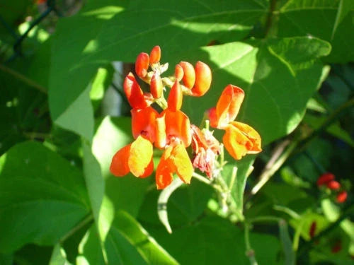Scarlet Runner Bean Seeds - 15 Pack - Edible & Flowering Variety - Phaseolus coccineus - Non-GMO - USA - Free Shipping