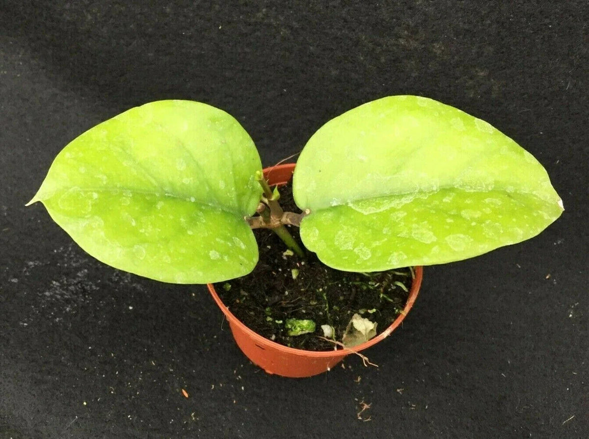 Hoya Cardiophylla Rooted Plant 2.5" Pot Green Foliage Houseplant - Hoya cardiophylla - Easy Care Indoor Plant