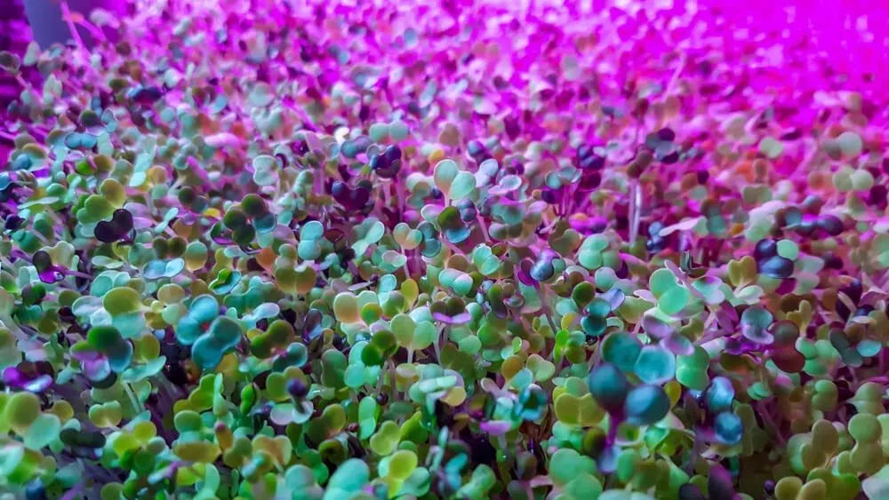 250 Alfalfa Microgreen Seeds - Non-GMO, Organic Medicago sativa - Fast-Growing, Nutritious Microgreens for Indoor Gardening