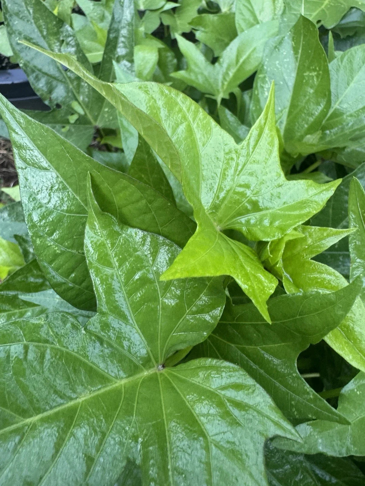 Okinawan Sweet Potato Slips - 5 Unrooted Cuttings - Purple Variety - Ipomoea batatas - Non-GMO, Nutrient-Rich Superfood