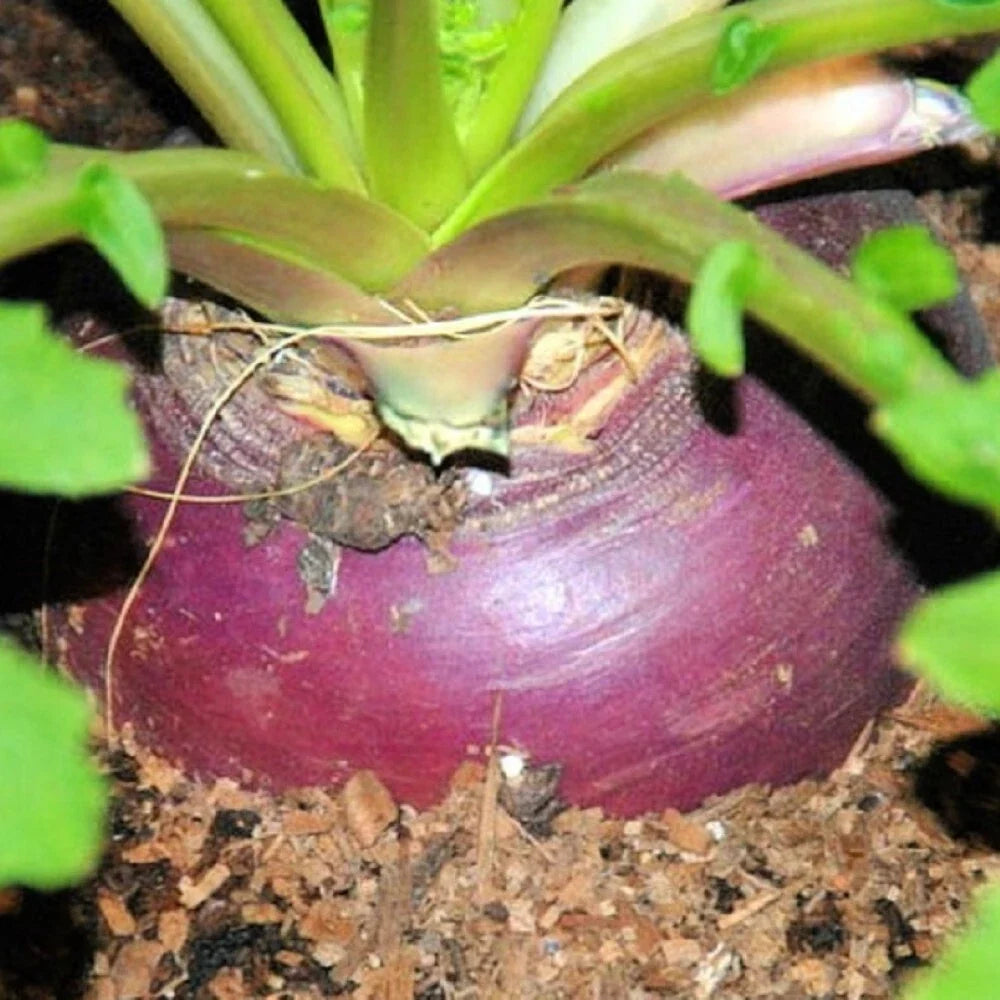 Rutabaga Seeds | Heirloom NON-GMO Laurentian Variety | Brassica napus | Perfect for Home Gardens and Sustainable Growing