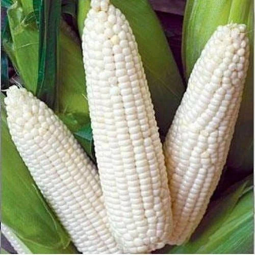 Heirloom White Corn Seeds 25 Ct Non-GMO Trucker's Favorite Vegetable Garden Zea mays for Sweet, Juicy Kernels