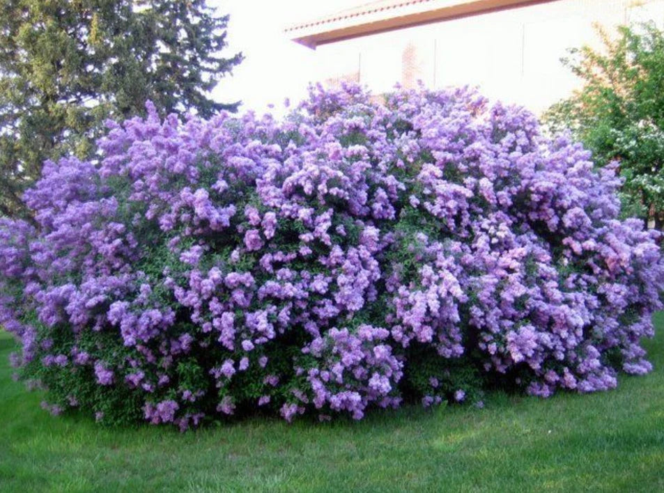 Common Lilac Live Plant 4" Pot Double Blue Syringa vulgaris Cold Hardy Bushy Upright Fragrant Blooms for Garden or Patio