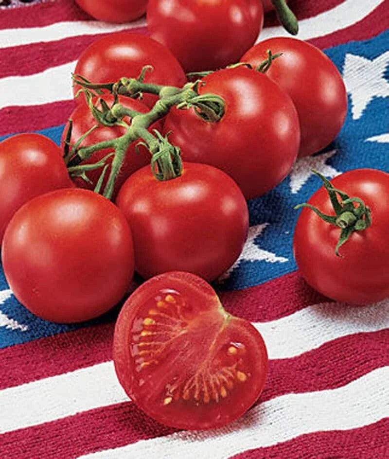 42 Day Tomato Seeds - Heirloom Variety - Solanum lycopersicum - 10+ Fastest Ripening Seeds for Quick Harvest