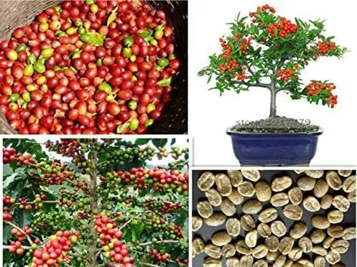 Arabica Coffee Bonsai Tree Seeds - 5 Pack - Coffea arabica - Exotic Indoor Gardening, Compact Indoor Plant