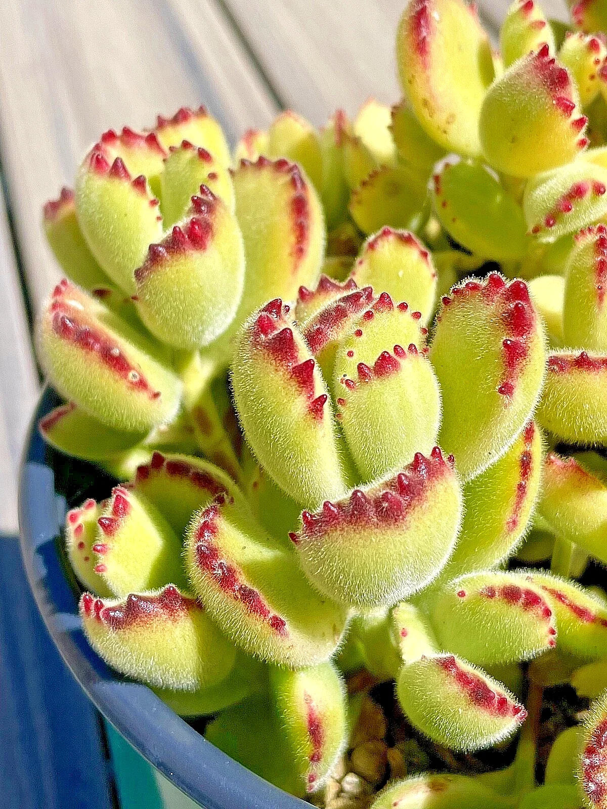 Cotyledon Variegated Bears Paw Succulent Cutting - 2-Inch Unrooted - Rare Cotyledon tomentosa - Unique Indoor/Outdoor Plant