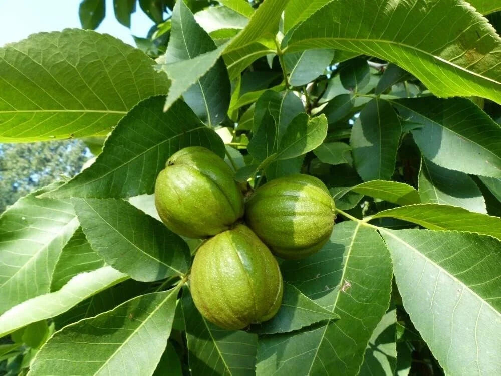 Butternut Tree Seeds - 5 Pack - Juglans cinerea - Exotic Fruit Tree for Planting - Unique Flavor, Low Maintenance Garden Option