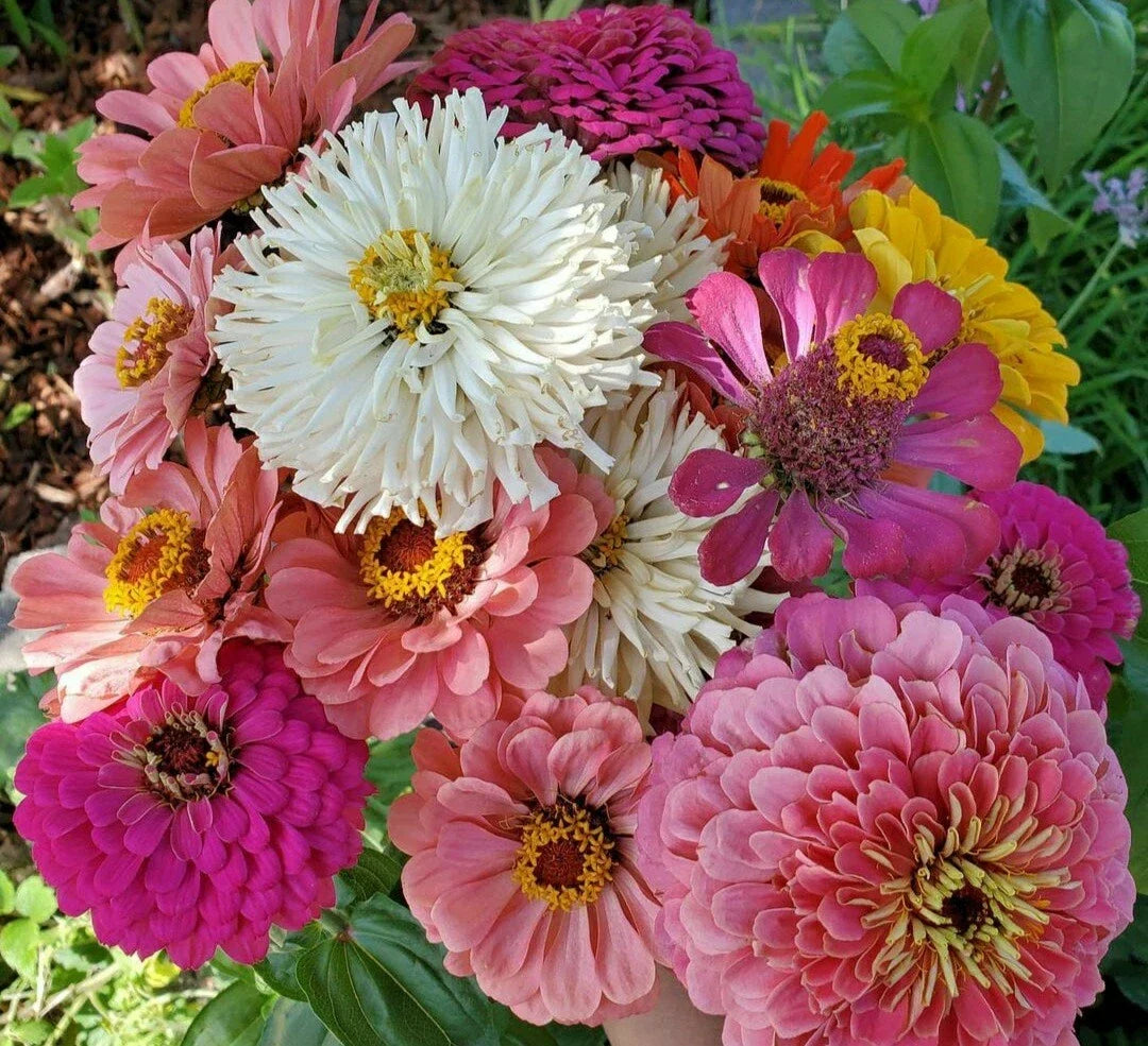 Giant Zinnia & Cactus Mix Flower Seeds - 45 Count - Colorful Annuals for Garden Planting - Zinnia elegans & Cacti Species