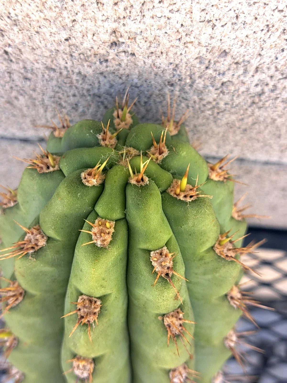 Cereus Cactus Cutting 8.5" Miscellaneous Variety - Unique Propagation Plant - Cereus spp. for Indoor/Outdoor Decor
