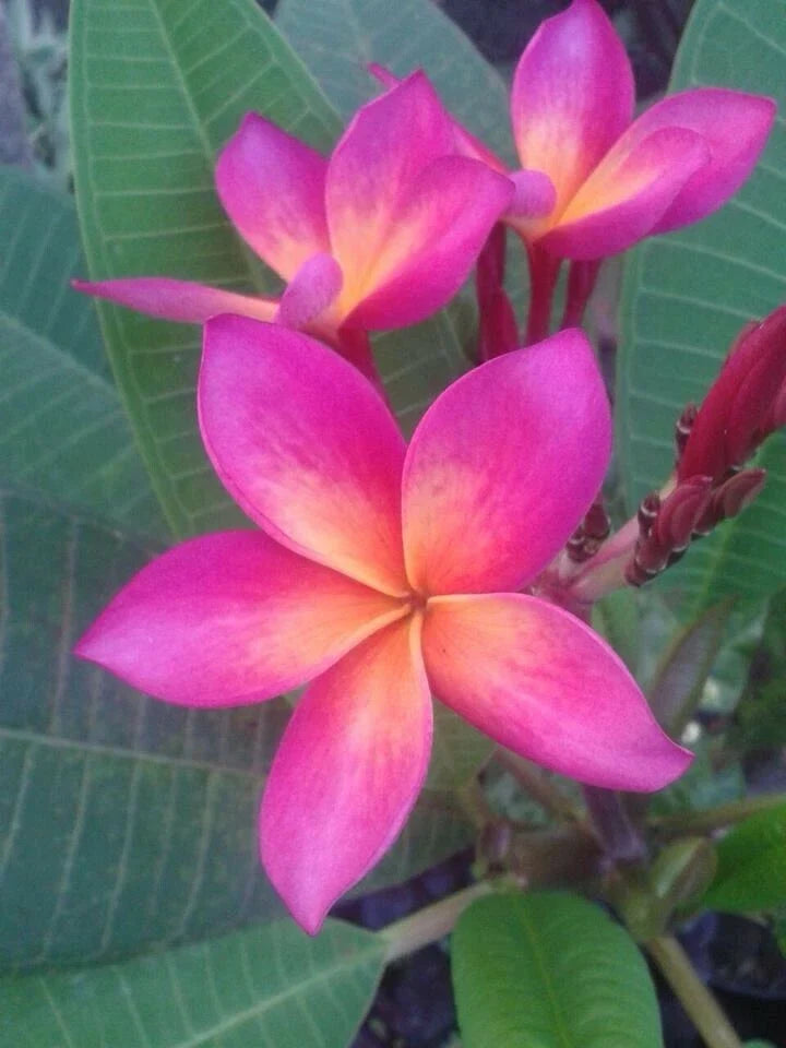Plumeria Seeds - 5 Bright Pink Orange Flower Seeds - Fragrant Perennial Plants (Plumeria spp.) for Tropical Gardens
