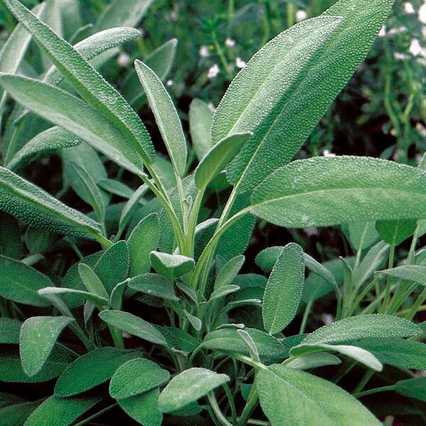 Broadleaf Sage Seeds - Bulk 25-750 - Aromatic Culinary Herb - Salvia Officinalis - Non-GMO, Easy to Grow