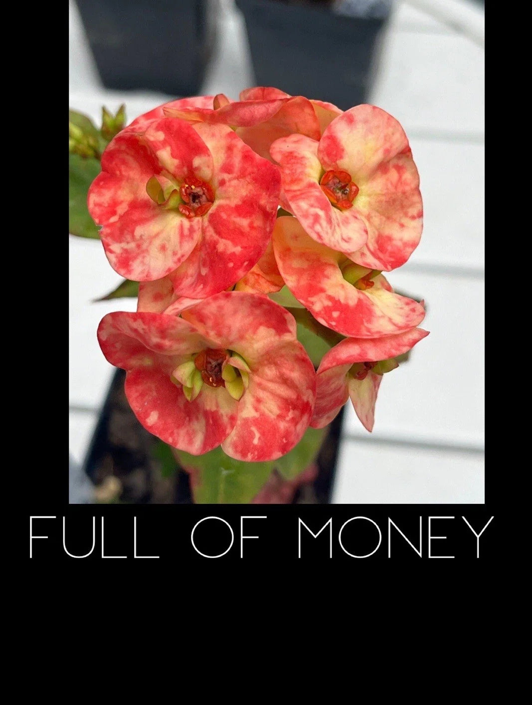 Crown of Thorns Plant - Rooted Euphorbia Milii - Colorful Money Variety - Drought-Tolerant Indoor Succulent