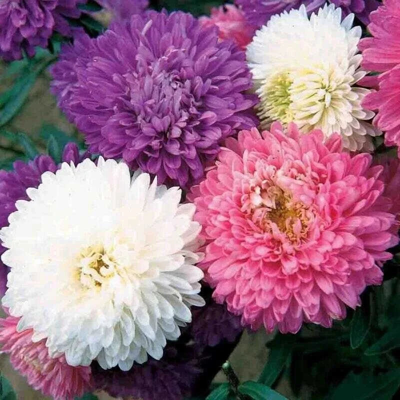 Aster Crego Mix Flower Seeds - 25 Organic Non-GMO Heirloom Seeds - Aster novi-belgii - Bright Blooms for Garden and Arrangements