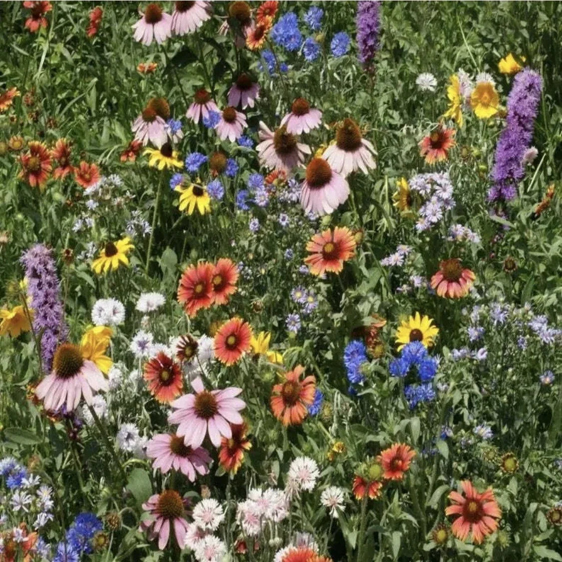 Wildflower Seed Mix - Organic Non-GMO Variety Pack - Colorful Flower Seeds - Various - Ideal for Pollinators and Gardens