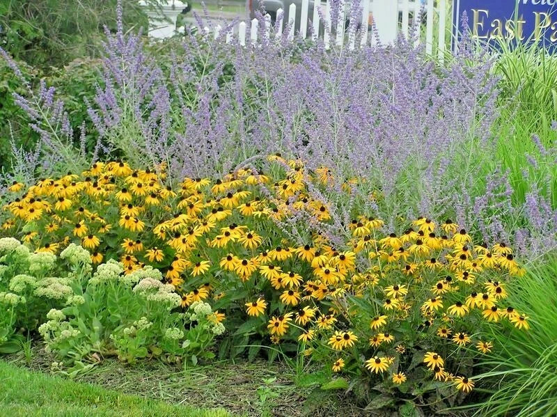 Brown Eyed Susan Seeds - 200+ Perennial Wildflower - Rudbeckia hirta - Attracts Pollinators - Easy to Grow