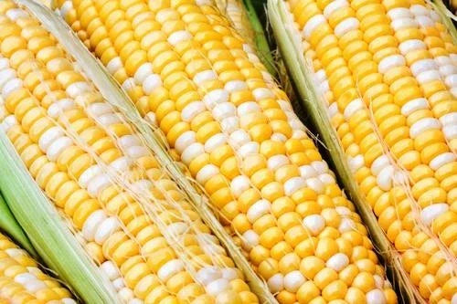 Sweet Corn Seeds - 100 Non-GMO Jackpot Variety - Zea mays - Fresh Vegetable Seeds for Home Garden