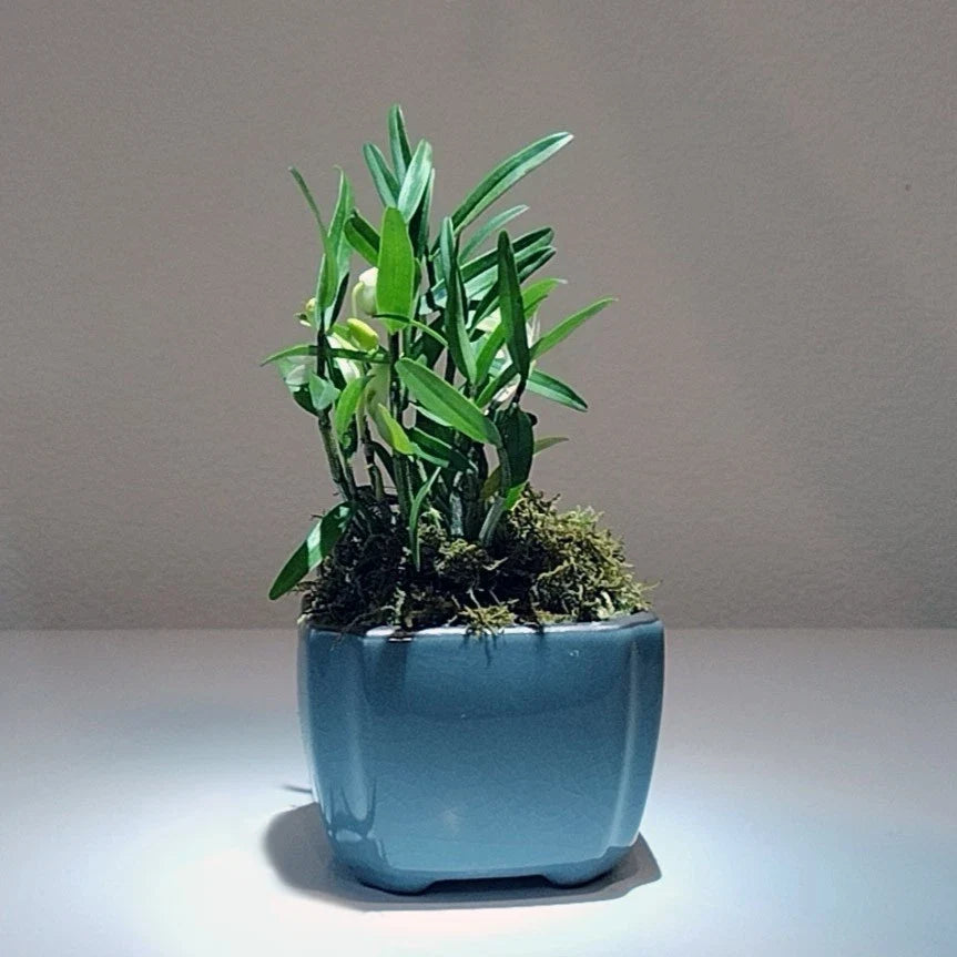 Mini Bonsai Plant in Pot - Dendrobium Huoshan Mizhu Orchid - Elegant Home Decor Plant - Air-Purifying Indoor Flowering Orchid