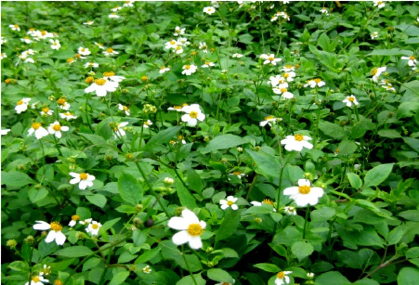 Spanish Needle Seeds - 100+ Pack - Black Jack, Beggar's Tick - Biden alba - Pollinator Friendly, Easy to Grow Garden Flora