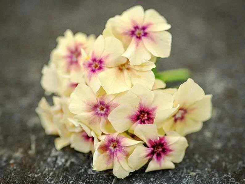 Phlox Seeds 50 Pack Yellow Pink Perennial Flower Seeds Phlox paniculata Non-GMO US Seller