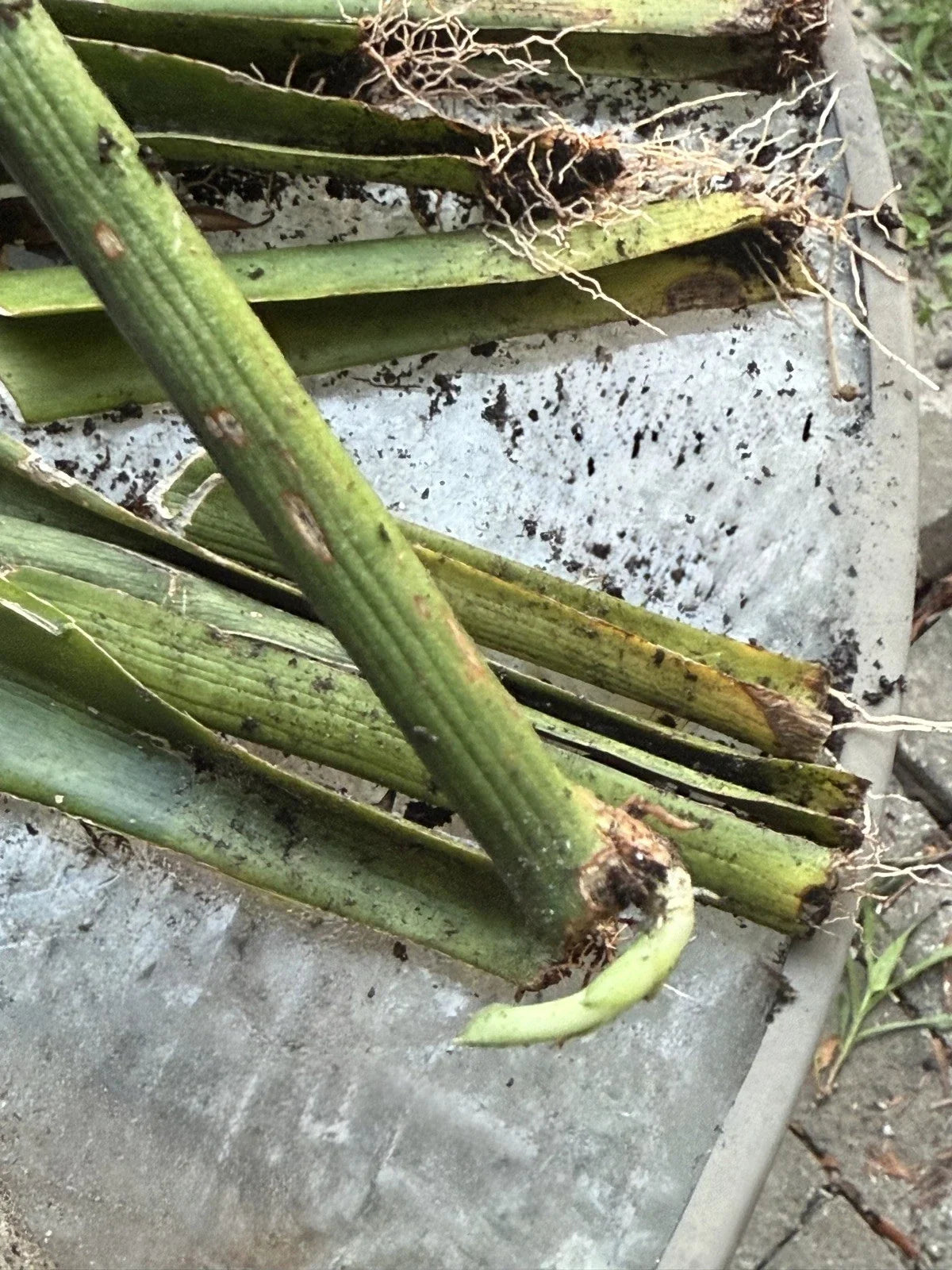 Live Snake Plant Cuttings with Roots - Sansevieria Trifasciata - Easy Indoor Plant for Home & Office Decor