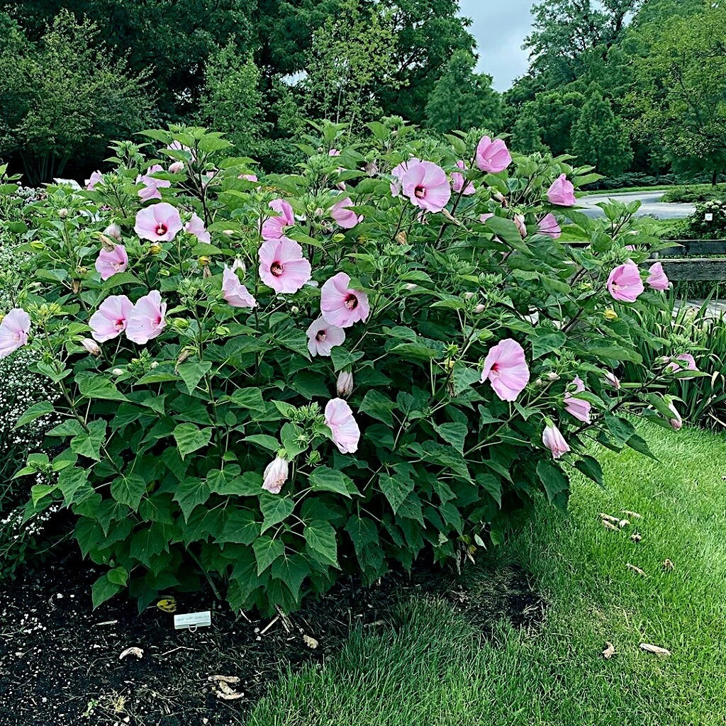 Pink Swamp Mallow Seeds - 20 Large Flower Hardy Hibiscus Seeds (Hibiscus moscheutos) for Vibrant Garden Color