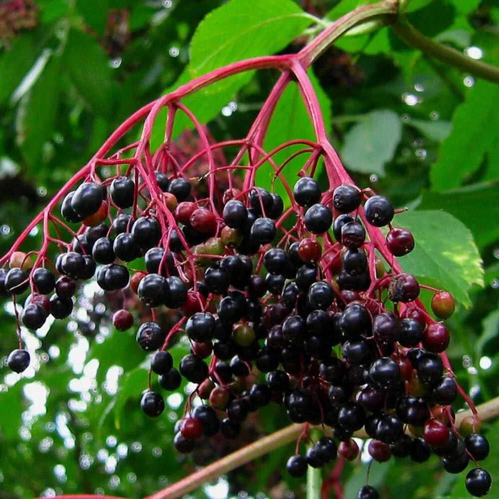 Elderberry Cuttings Unrooted Sambucus nigra Perennial Medicinal Plant for Propagation, Perfect for Gardens and Wildlife