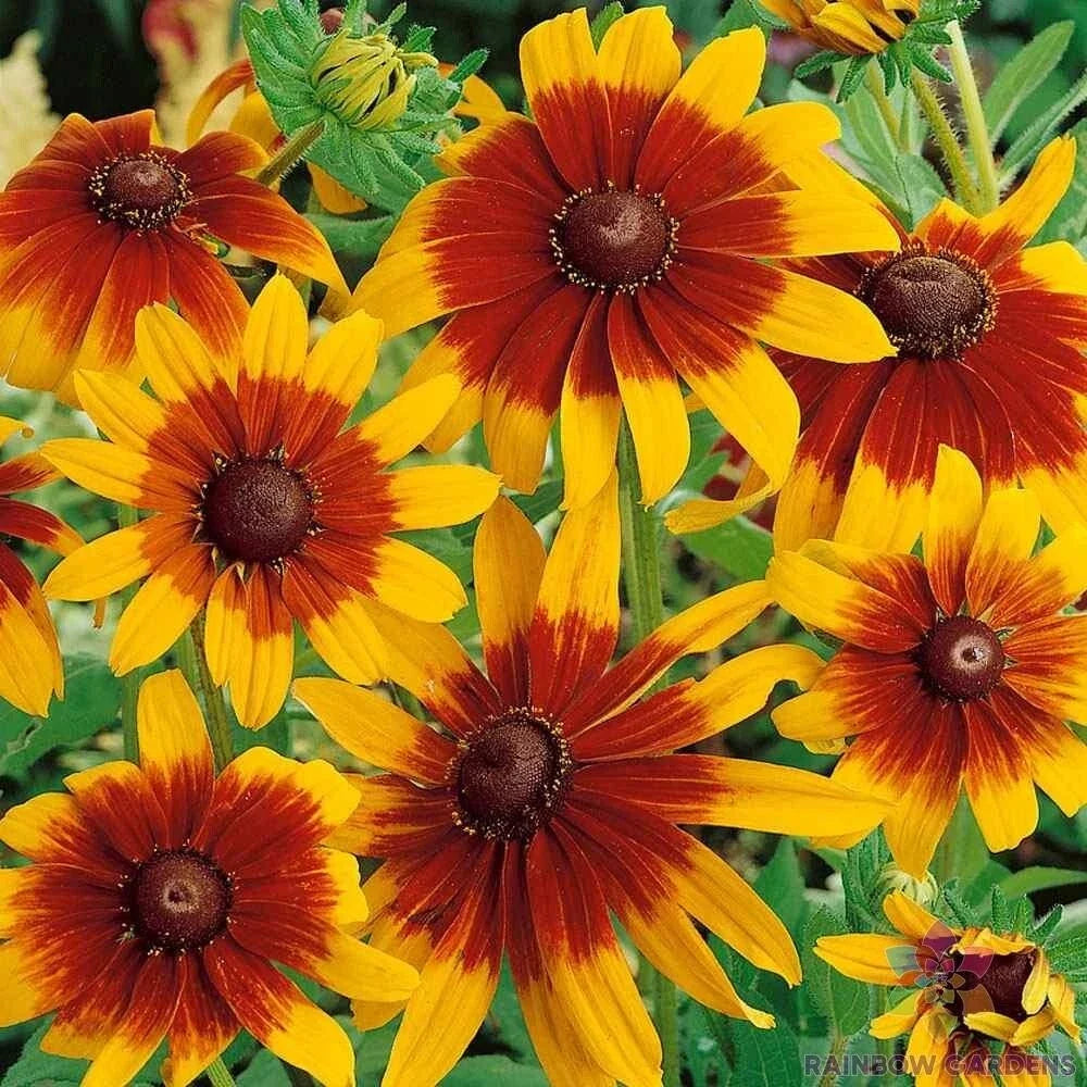 Gloriosa Rudbeckia Seeds Pack - 200+ Non-GMO Yellow Flower Seeds - Rudbeckia hirta - Pollinator Friendly Garden Planting