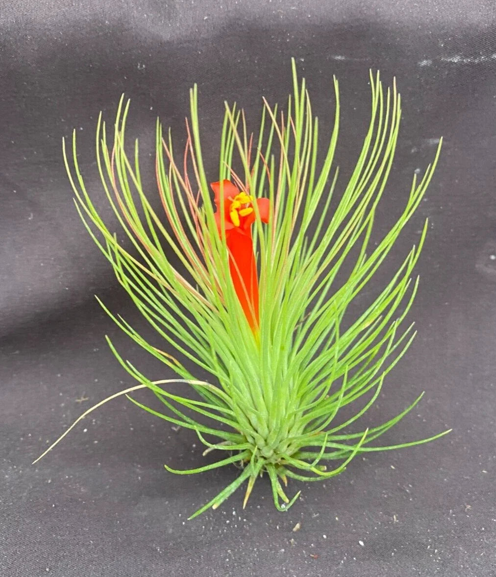 Tillandsia andreana Air Plant - Shaving Brush Variety, Unique Texture, Low Maintenance Indoor Plant - Air Plant Decor