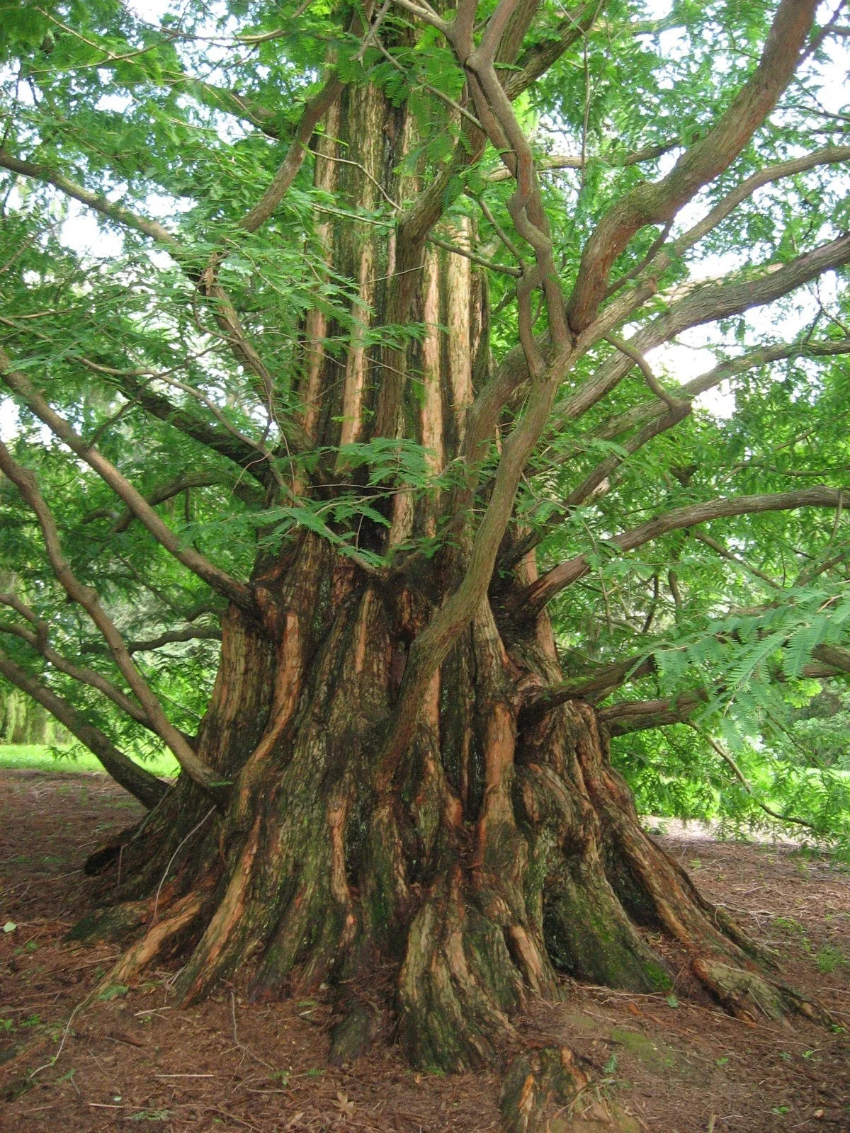 Dawn Redwood Seeds - 50 Pack Metasequoia glyptostroboides - Fast-Growing Conifer for Landscaping and Gardens
